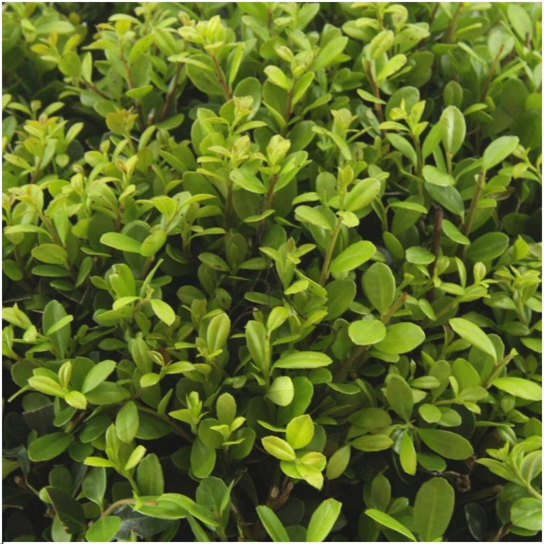 Ilex - La Green Touch