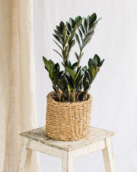 Plante d’intérieur sans lumière