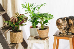 Plantes d’intérieur Petsfriendly - La Green Touch