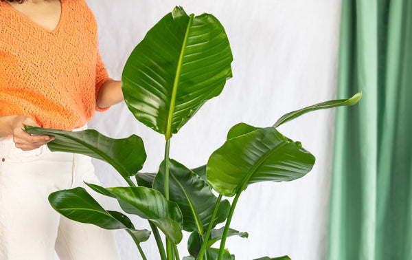 Très grandes plantes d'intérieur