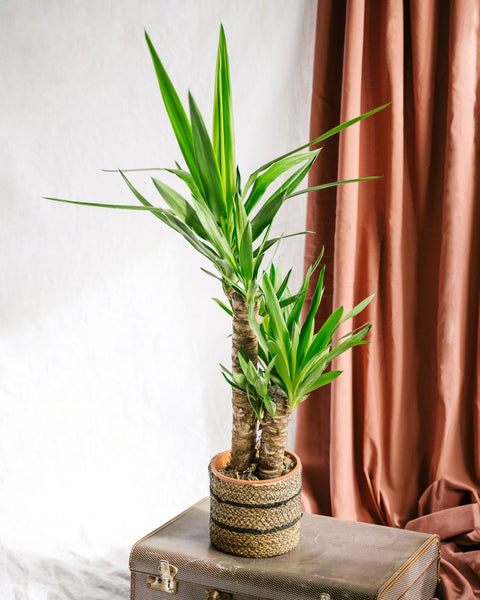 Yucca