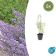 Cataire (Nepeta x faassenii) 'Walker’s Low' - vue 13