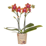 Orchidée Phalaenopsis orange parfumée Fragrance Bolgheri - H 37 cm, pot Ø9 cm