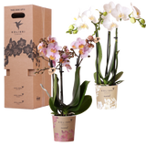 Orchidées surprise en mélange - 2 Phalaenopsis différentes - H 35 cm, pot Ø9 cm