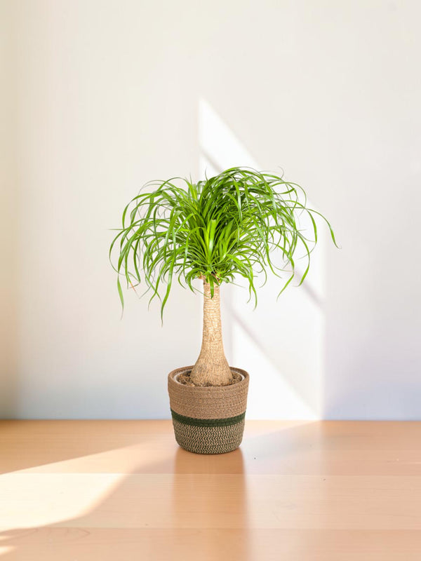 Beaucarnea Recurvata - Tronc avec cache-pot