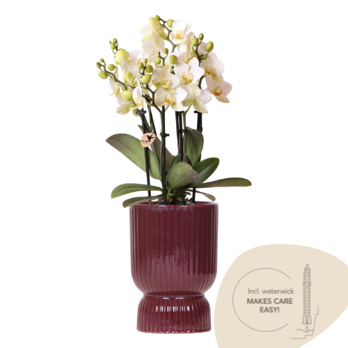 Orchidée Phalaenopsis blanche Blossom Lausanne avec cache-pot Diabolo rouge foncé à réserve d'eau - H 45 cm, pot Ø9 cm