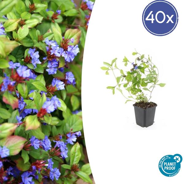 Plumbago De Chine (Ceratostigma Plumbaginoides) 'Plumbaginoides' - vue 10