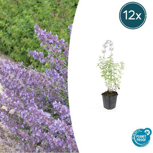 Cataire (Nepeta x faassenii) 'Walker’s Low' - vue 9