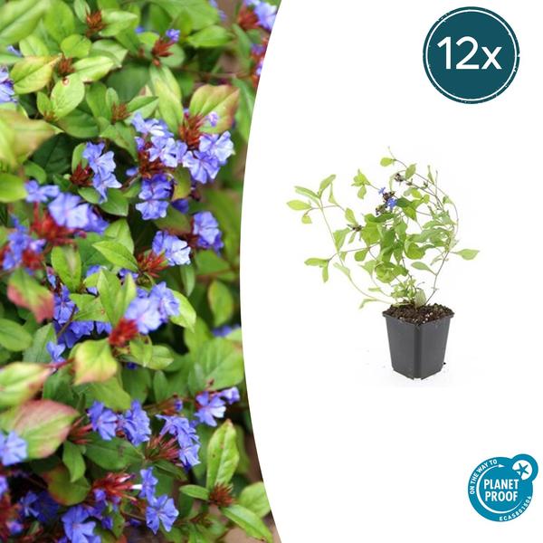 Plumbago De Chine (Ceratostigma Plumbaginoides) 'Plumbaginoides' - vue 8
