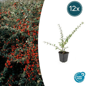 Cotonéaster De Dammer (Cotoneaster x suecicus) 'Coral Beauty' - vue 9
