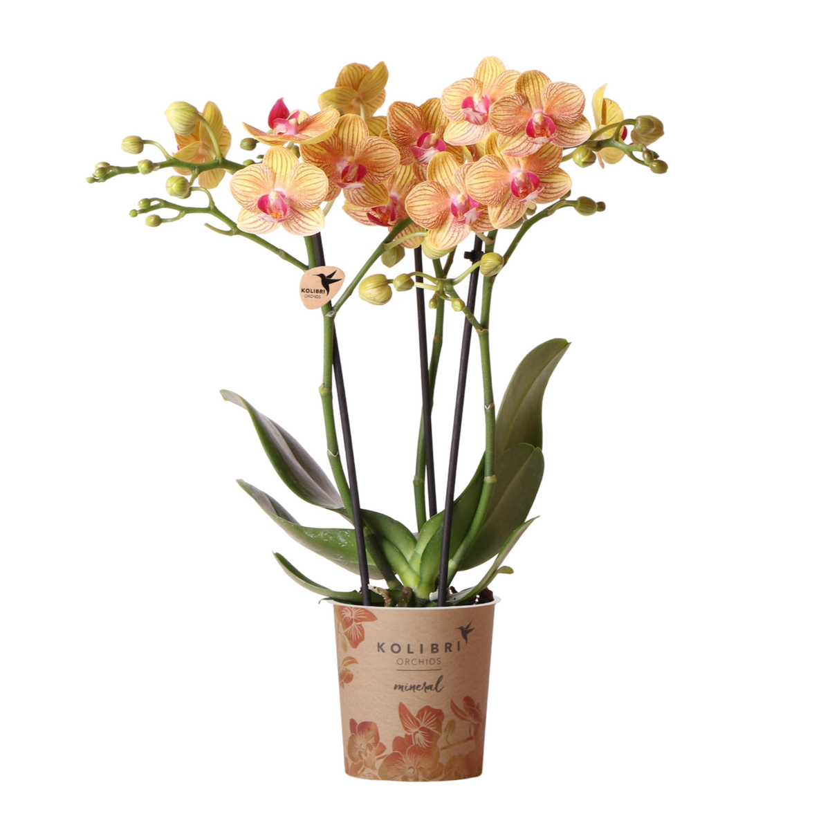 Livraison plante Orchidée orange et son cache - pot - h35cm, Ø9cm