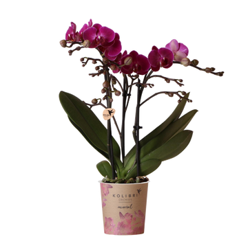 Orchidée violette