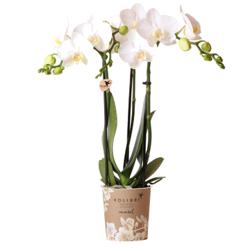 Orchidée blanche
