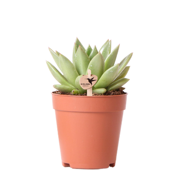 Echeveria Miranda h13cm - plante grasse d'intérieur