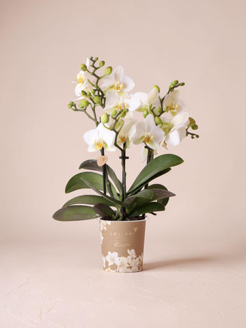 Orchidée Phalaenopsis blanche Blossom Lausanne - H 35 cm, pot Ø9 cm