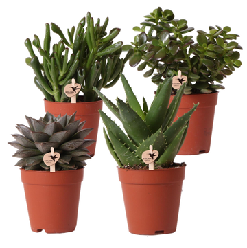 Coffret cadeau succulente - Lot de 4 plantes