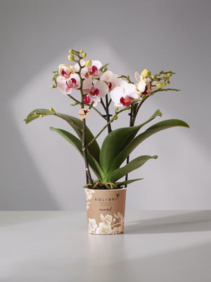 Orchidée blanche et rose - plante d'intérieur