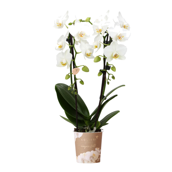 Livraison plante Orchidée blanche - Ø9cm - plante d'intérieur