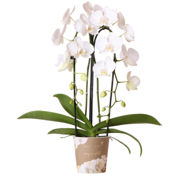Orchidée Phalaenopsis blanche Niagara Fall White
