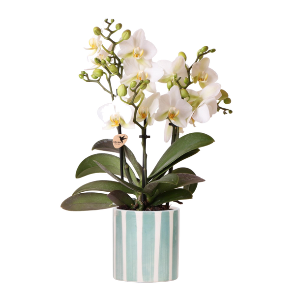 Livraison plante Orchidée blanche et son pot