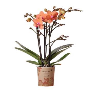 Orchidée Phalaenopsis orange