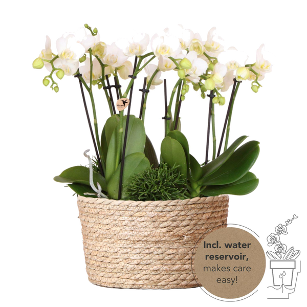 Livraison plante Composition dans un panier en osier avec réservoir d'eau de 3 orchidées blanches et 3 Rhipsalis