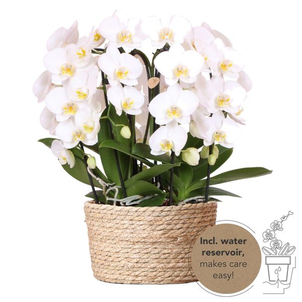 Livraison plante Bouquet d'orchidées blanches en panier avec réservoir d'eau