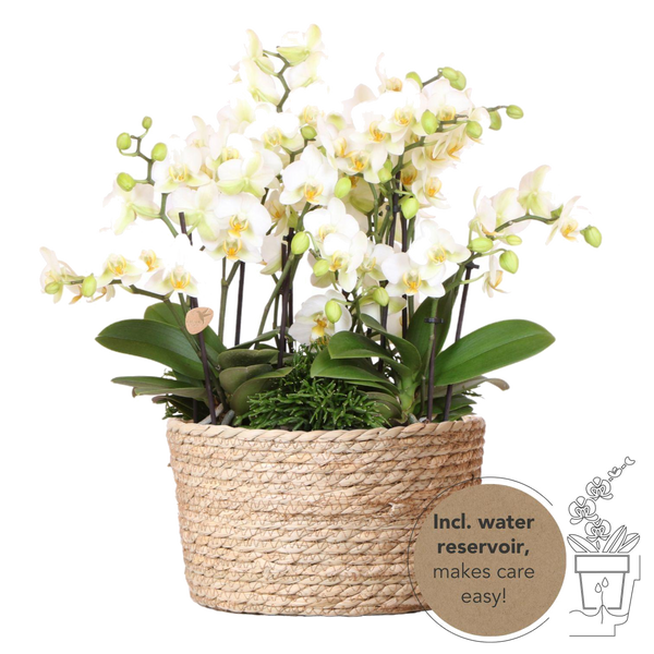 Livraison plante Set de 3 orchidées blanches et 3 Rhipsalis dans un panier en roseau avec réservoir d'eau