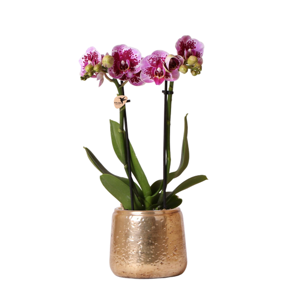 Livraison plante Orchidée Phalaenopsis rose pourpre et son cache - pot en or - h35cm, Ø9cm - plante d'intérieur fleurie