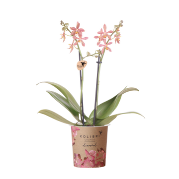 Orchidée Phalaenopsis orange — Spider