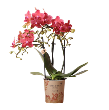 Orchidée Phalaenopsis rouge - Congo