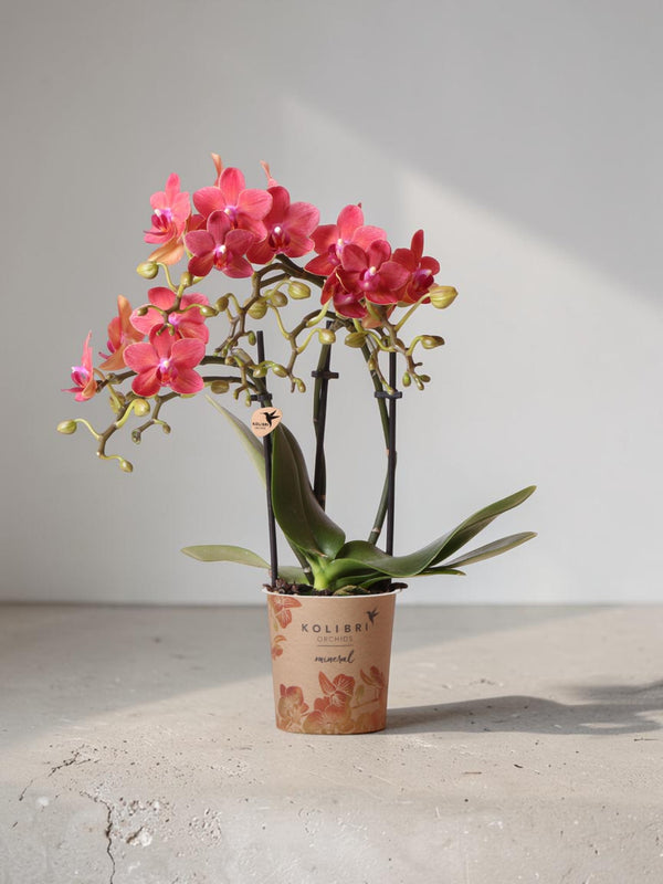 Orchidée Phalaenopsis rouge - Congo