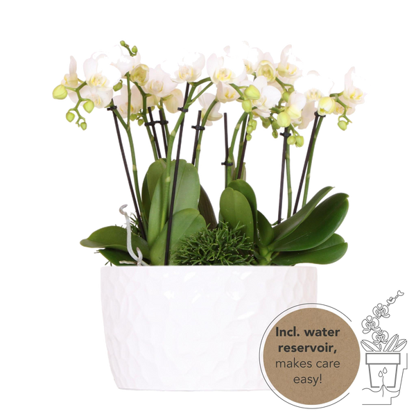 Livraison plante Orchidées blanches et Rhipsalis avec réservoir d'eau inclus