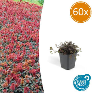 Acaena Microphylla (Acaena microphylla) 'Kupferteppich' - vue 16