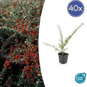 Cotonéaster De Dammer (Cotoneaster x suecicus) 'Coral Beauty' - vue 11