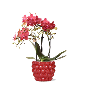 Orchidée Rouge Congo avec Pot Diamond Pearl
