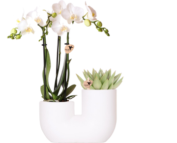 Orchidée Amabilis et Succulente en Pot Décoratif Blanc