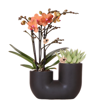 Orchidée et Succulent en Pot Noir Design