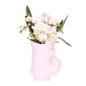 Orchidée Nazaré blanche avec cache-pot Fish rose - Phalaenopsis - H 25 cm, pot Ø9 cm