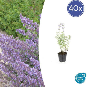 Cataire (Nepeta x faassenii) 'Walker’s Low' - vue 11