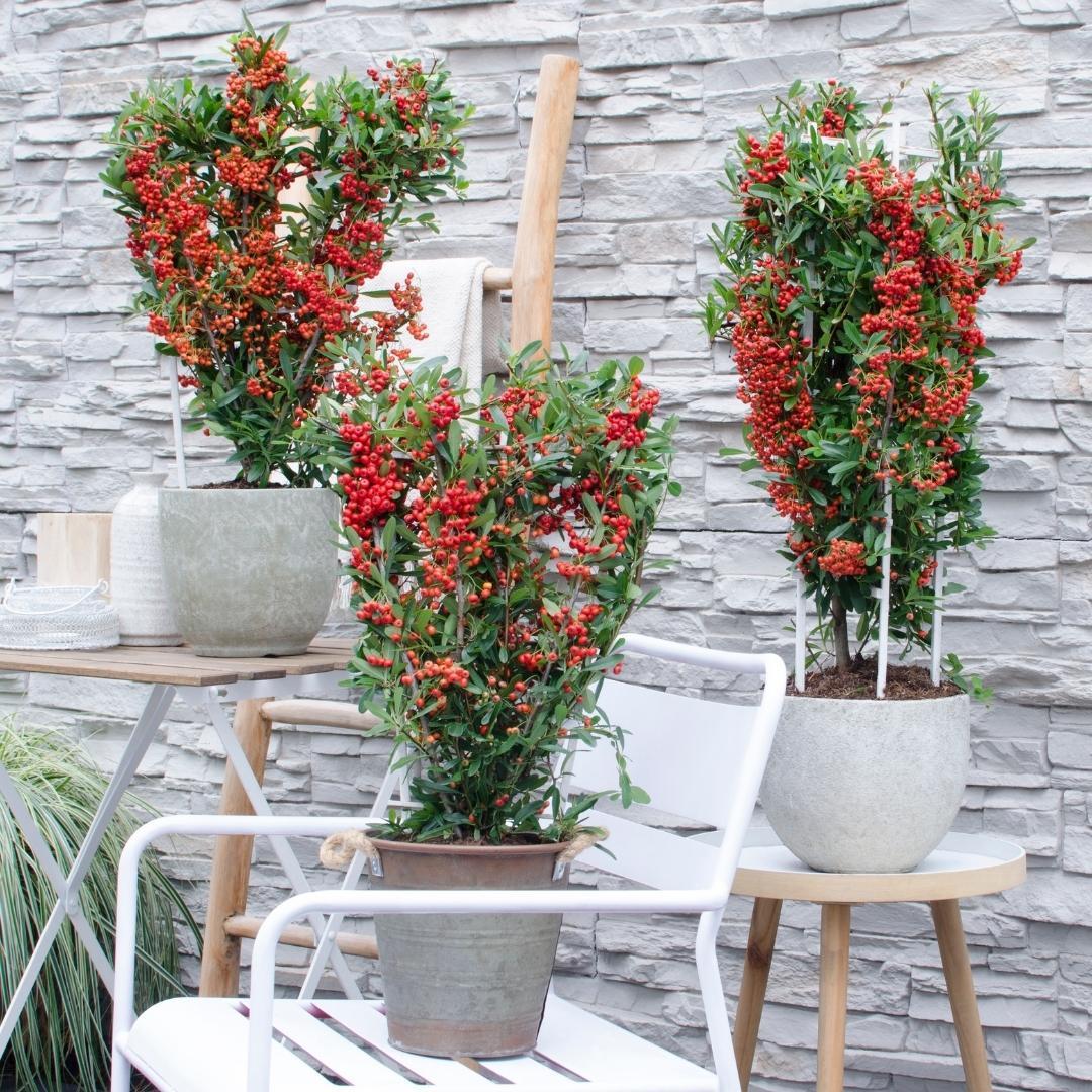 Livraison plante 2 x Pyracantha coccinea Red Star