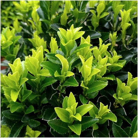 Livraison plante 24 x Euonymus japonicus 'Green Spire'