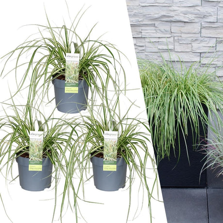 Livraison plante 3 x Carex hachijoensis 'Evergold'