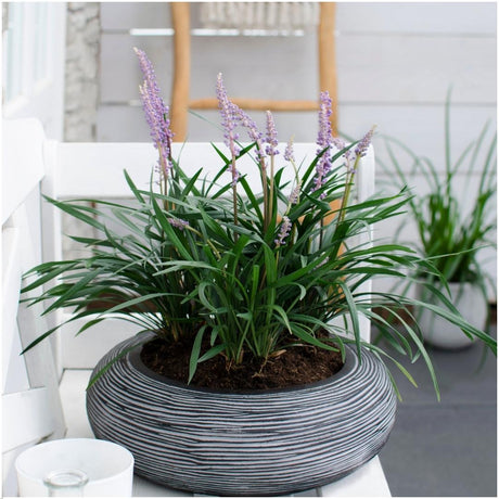 Livraison plante 3 x Liriope muscari 'Ingwersen'