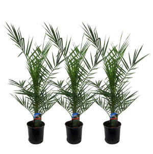 Livraison plante 3x Phoenix Canariensis - 80 cm - Ø15
