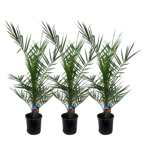 Livraison plante 3x Phoenix Canariensis - 80 cm - Ø15