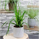 Livraison plante 6 Carex morrowii 'Irish Green'