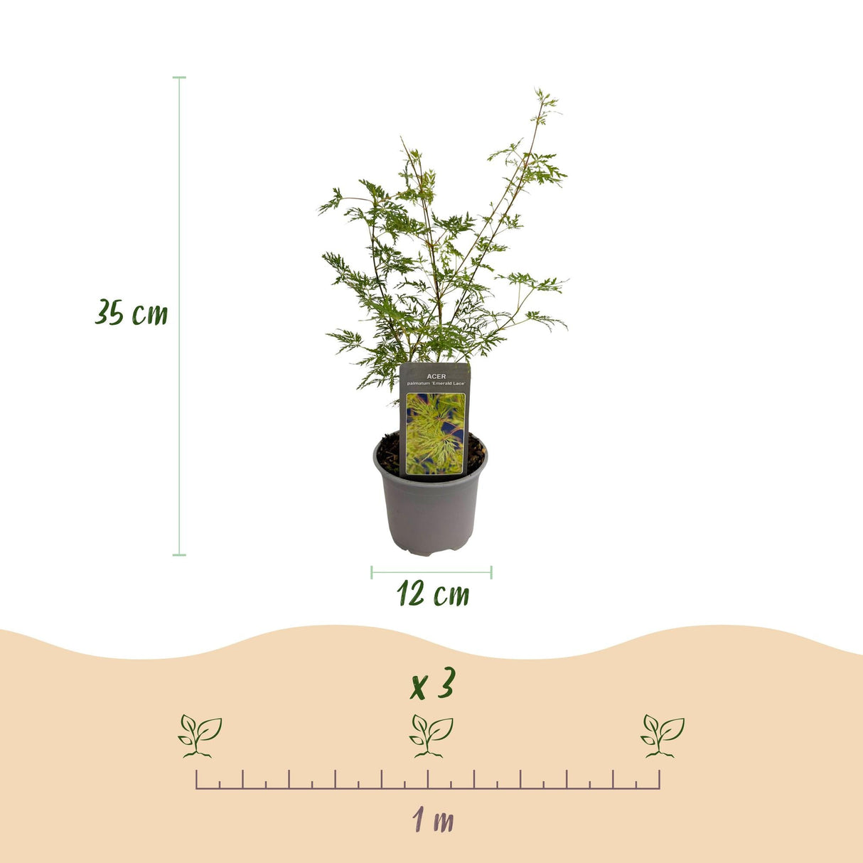 Livraison plante Acer palmatum Emerald Lace – Pot 12 cm – Hauteur 35 cm