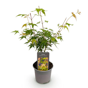 Livraison plante Acer palmatum Katsura – Lot de 1 – Pot 12cm – Hauteur 35cm