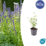 Livraison plante Agastache Black Adder